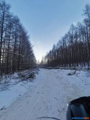 В Южно-Сахалинске дачники хотят спасти лес, который рубят ради ЛЭП