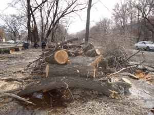 Гомкомэгологии: незаконная вырубка деревьев продолжается в Узбекистане