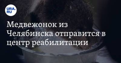 Медвежонок из Челябинска отправится в центр реабилитации. Видео