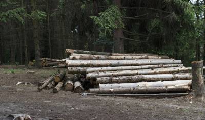 В WWF «сделали» Китай ответственным за уничтожение лесов