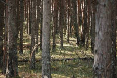 8,6 тысяч деревьев высадили в Печорском районе в рамках акции