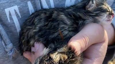 В приморском парке мать бросила новорожденных дальневосточных котят