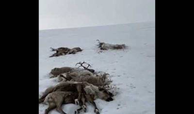 Около 300 оленей погибли в камчатской тундре