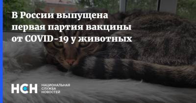 В России выпущена первая партия вакцины от COVID-19 у животных