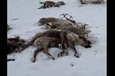 Сотни потерявшихся оленей погибли на Камчатке