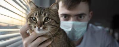 Россияне могут бесплатно проверить на ковид кошек и собак