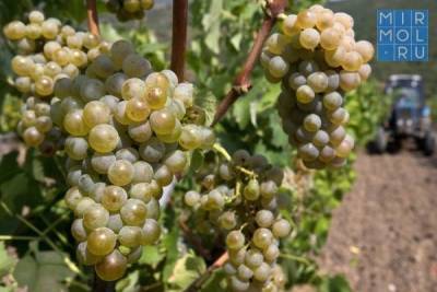 В Дагестане проведут учет виноградопригодных земель