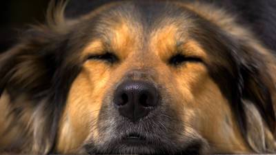 Найти по носу: новое приложение узнаёт пропавшую собаку по фото её носа