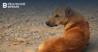 Прокуратура в Татарстане требует от властей принять меры по отлову собак