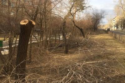 Общественники: оставшиеся деревья на улице Горького в Чите можно спасти