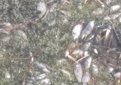 Власти рассказали о причинах массовой гибели рыбы в Старожиловском районе