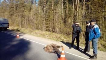Пенсионеру из Вологодской области придется заплатить за сбитого медведя