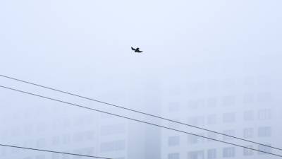 В Ленинградской области объявлено штормовое предупреждение из-за тумана