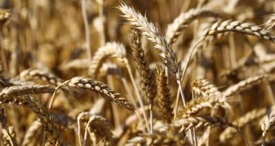 Латвия на 64% нарастила закупки агропромышленной продукции в РФ