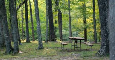 В Херсонской области запретили на майские праздники проводить пикники в лесах