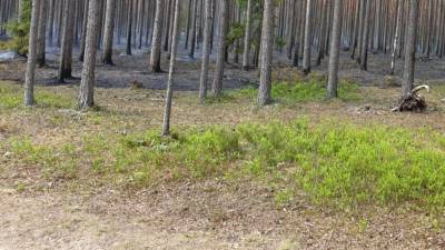 Труп пропавшего в декабре жителя Бердска обнаружили в лесу