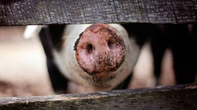 Полная свиных туш фура перевернулась в Тульской области