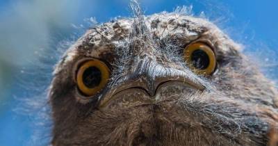 Странный и своеобразный: козодой стал самой популярной птицей в Instagram - focus.ua