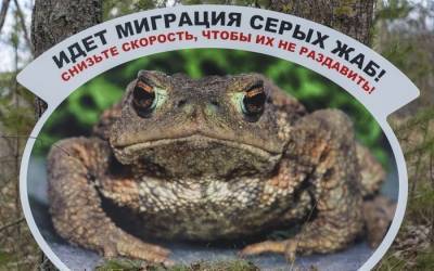 Из-за массовой миграции жаб, водителей Ленобласти и Петербурга просят быть осторожнее на дорогах