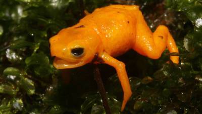 Флуоресцирующая и очень ядовитая: в Бразилии обнаружен новый вид жаб