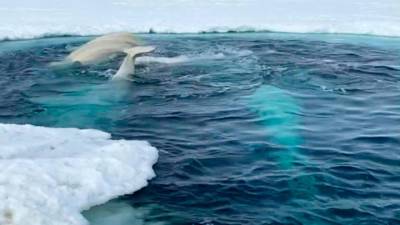 Спасти рядовую белуху: уникальные кадры спасения китов на Чукотке