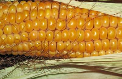 Экспорт кукурузы из Украины превысил 19 млн т
