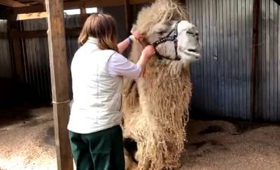 "Большой и мягкий добряк": тюменский верблюд Кеша переехал в реабилитационный центр