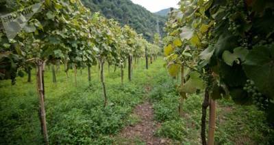 Град уничтожил виноградники в Кахети – фермеры требуют компенсации