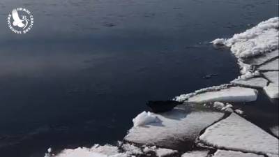«На дрейфующей льдине»: Нижне-Свирский заповедник поделился кадрами ладожской нерпы — видео