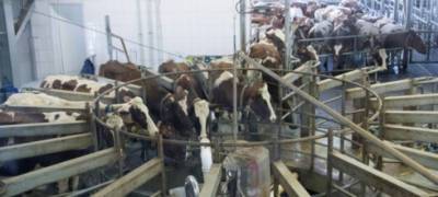 Частное животноводство уходит из Карелии - предприятия закрываются одно за другим