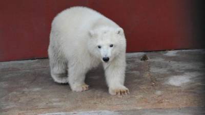 Гости Московского зоопарка смогут выбрать имя для нового медвежонка