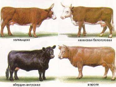 Характеристика молочных пород коров