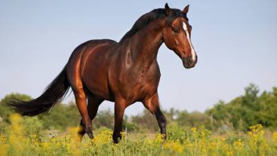 Впервые: коронавирус обнаружен у лошадей в Израиле