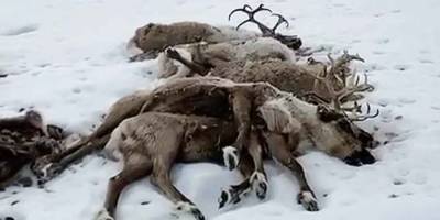 На Камчатке от голода погибли сотни оленей