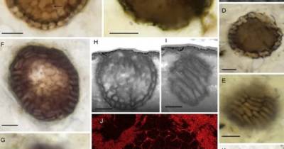 Один миллиард лет. Обнаружен самый старый многоклеточный организм на Земле - focus.ua - Шотландия