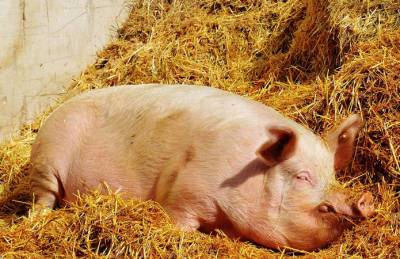 На свиноферме в Черновицкой области выявили АЧС