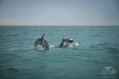 Пятнистого дельфина обнаружили в море в Сочи