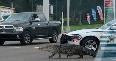 Огромный аллигатор парализовал движение на шестиполосной магистрали во Флориде (видео)