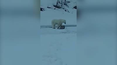 Видео из Сети. Отдай мои удочки: белый медведь лишил рыбака снастей
