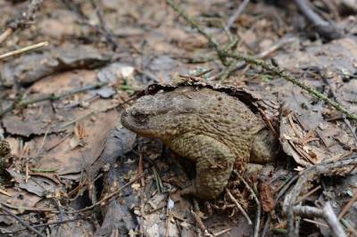 В Ленобласти думают, как спасать жаб в сезон миграции
