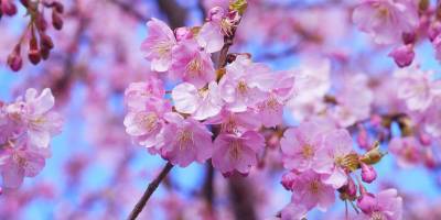 Цветение сакуры на Закарпатье 2021 - в сети появились фото деревьев - ТЕЛЕГРАФ
