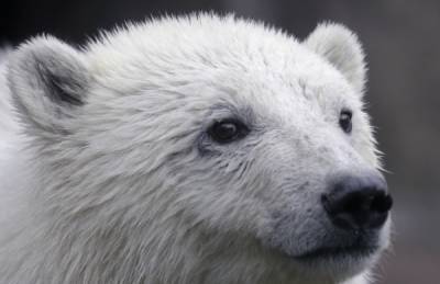 Посетители Московского зоопарка выберут имя для спасённой медведицы