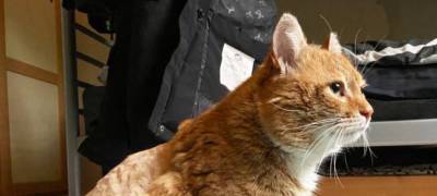 Cбежавший в Финляндии кот вернулся к хозяевам спустя 8 лет