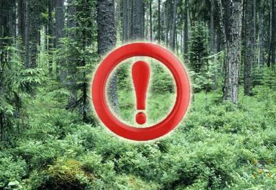 В Смоленской области действует ограничение посещения лесов