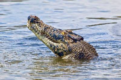 Пятиметровый крокодил запрыгнул в лодку с людьми и напал на мужчину