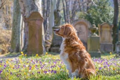Стало известно, появится ли кладбище для домашних животных в Пскове