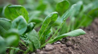 На майские обязательно посейте шпинат - полезную зелень и весенний сидерат