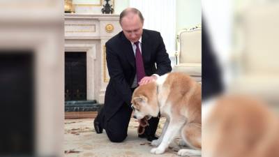 Путин подписал законопроект о запрете забирать домашних животных за долги