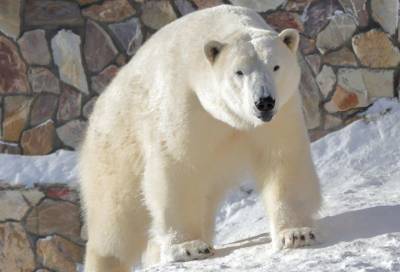 Сотрудники Ленинградского зоопарка показали, как весной развлекается медведица Хаарчаана