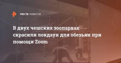 В двух чешских зоопарках скрасили локдаун для обезьян при помощи Zoom